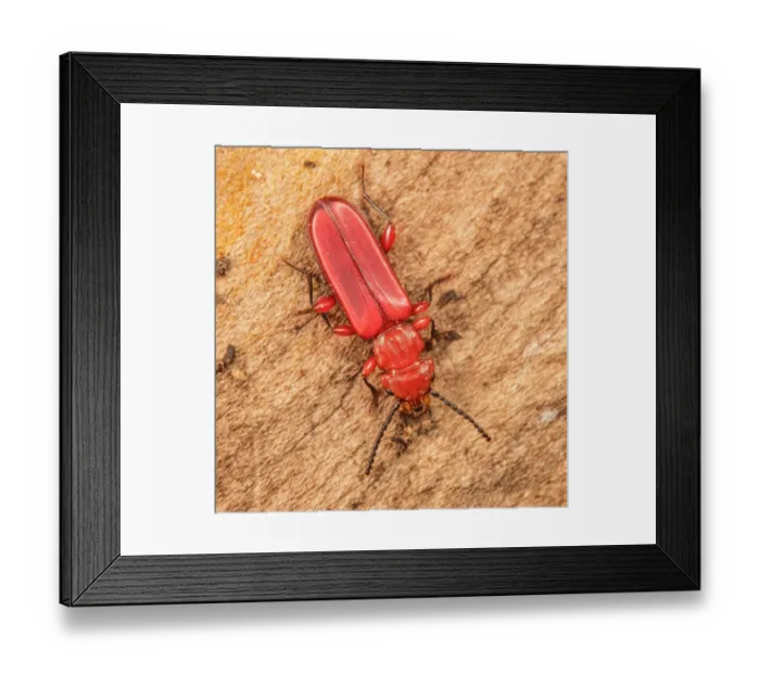 Framed Print : Red flat bark beetle (Cucujus clavipes) portrait, Montgomery County, Pennsylvania, USA. October