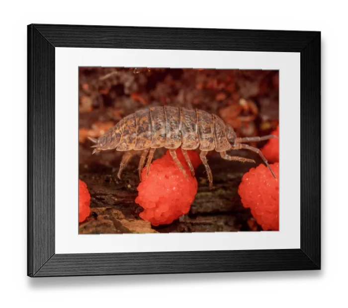 Framed Print : Rathke's woodlouse (Trachelipus rathkii) crawling over slime mold (Tubifera ferruginosa), Pennsylvania, Montgomery County, USA. July