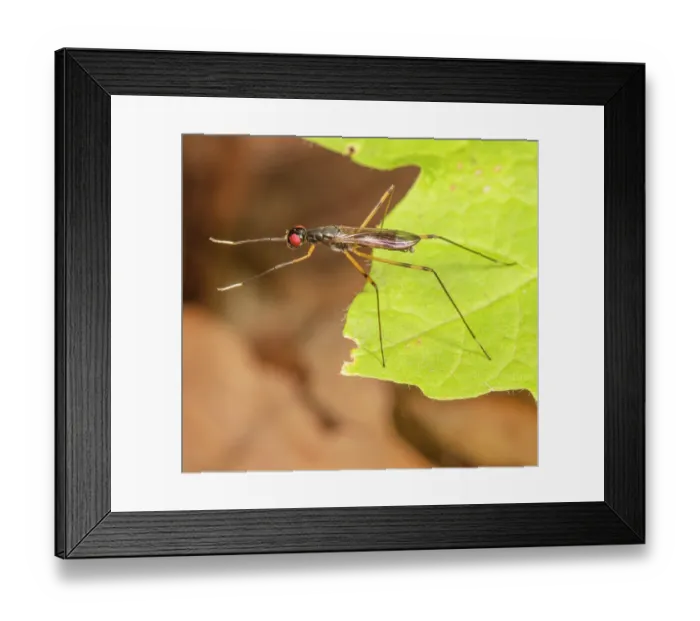 Framed Print : Stilt-legged fly (Rainieria antennaepes) resting on leaf, extending forelegs to resemble wasp antennae, Pennsylvania, USA. June Framed Print : Stilt-legged fly (Rainieria antennaepes) resting on leaf, extending forelegs to resemble wasp antennae, Pennsylvania, USA. June