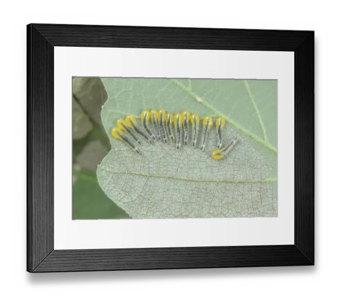 Framed Print : Saw fly (Caliroa sp.) larvae on Oak leaf, Philadelphia, Pennsylvania, USA. June Framed Print : Saw fly (Caliroa sp.) larvae on Oak leaf, Philadelphia, Pennsylvania, USA. June