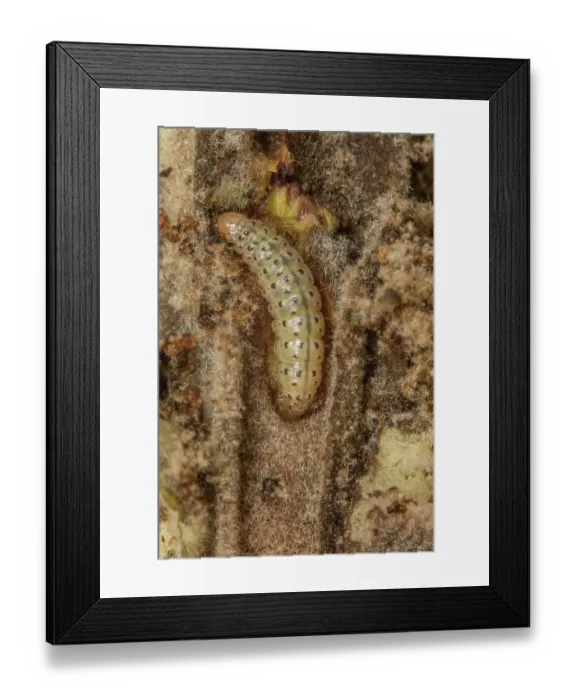 Framed Print : Scarce straw pearl moth (Paracosia repandalis) caterpillar inside Great mullein (Verbascum thapsus), Pennsylvania, USA. June Framed Print : Scarce straw pearl moth (Paracosia repandalis) caterpillar inside Great mullein (Verbascum thapsus), Pennsylvania, USA. June
