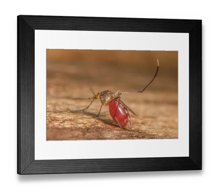 Framed Print : White-footed woods mosquito (Psorophora ferox) filled with human blood, portrait, Montgomery County, Pennsylvania, USA. July Framed Print : White-footed woods mosquito (Psorophora ferox) filled with human blood, portrait, Montgomery County, Pennsylvania, USA. July
