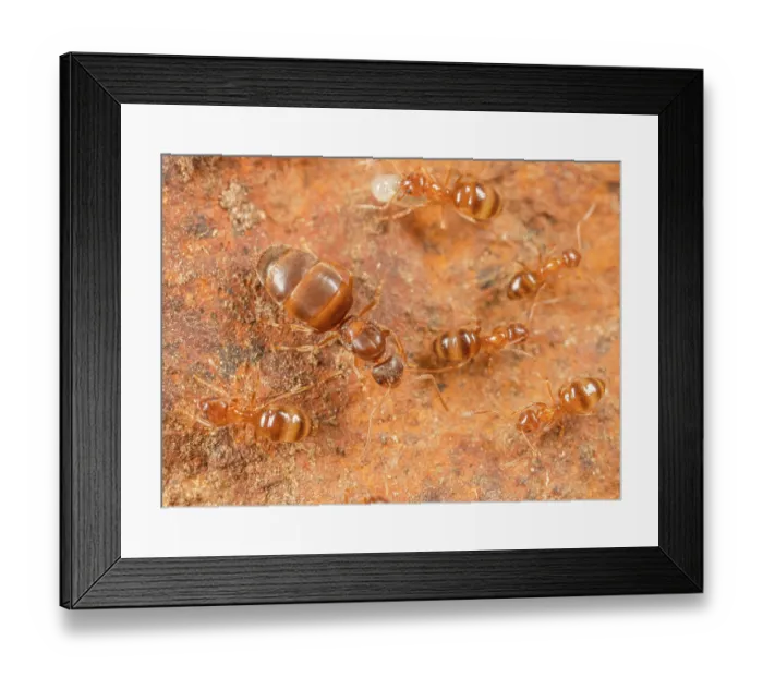 Framed Print : Yellow-footed ants (Nylanderia flavipes) colony, workers and reproductive gyne, Montgomery County, Pennsylvania, USA. July Framed Print : Yellow-footed ants (Nylanderia flavipes) colony, workers and reproductive gyne, Montgomery County, Pennsylvania, USA. July