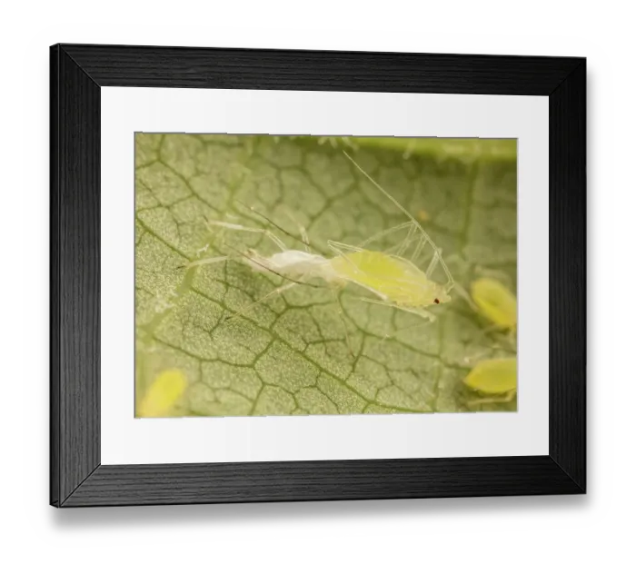 Framed Print : Tuliptree aphid (Illinoia liriodendri) moulting, Pennsylvania, USA. June Framed Print : Tuliptree aphid (Illinoia liriodendri) moulting, Pennsylvania, USA. June