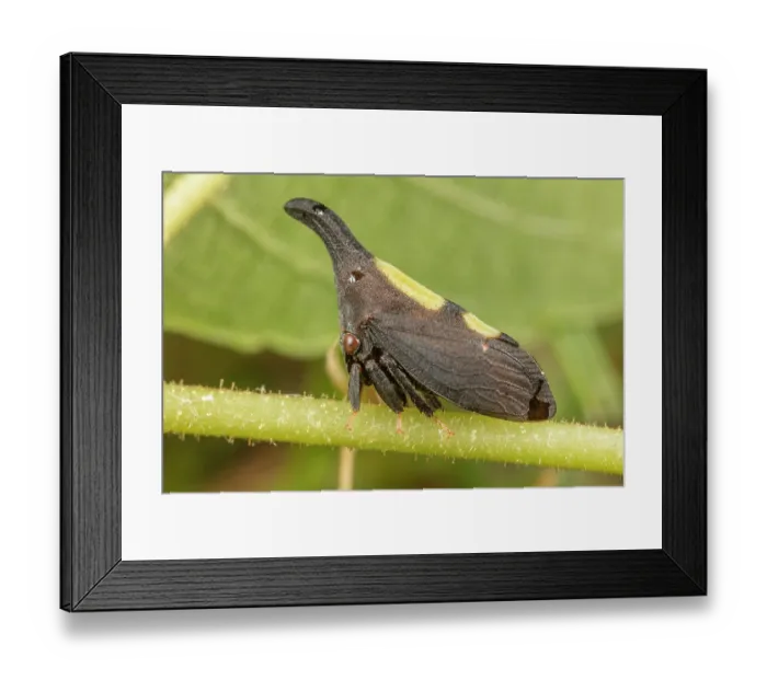 Framed Print : Two-marked treehopper (Enchenopa binotata complex) on Black walnut (Juglans nigra) tree, Pennsylvania, USA. June Framed Print : Two-marked treehopper (Enchenopa binotata complex) on Black walnut (Juglans nigra) tree, Pennsylvania, USA. June