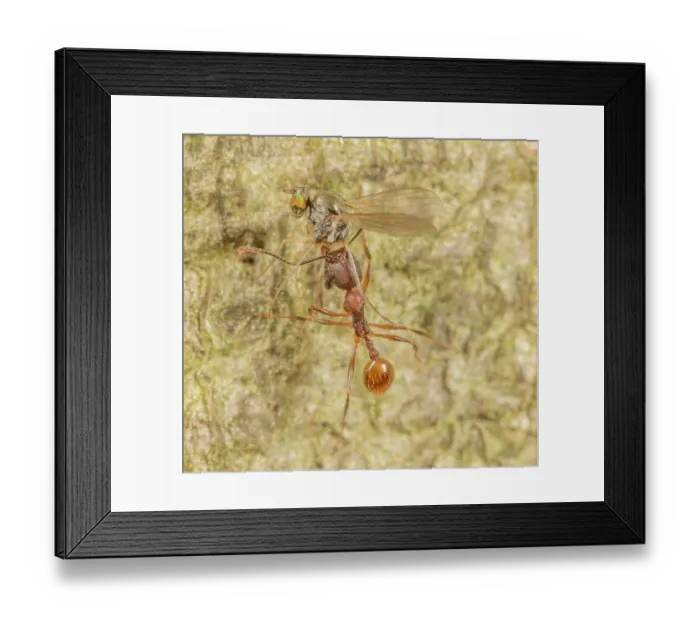 Framed Print : Tawny collared ant (Aphaenogaster fulva) carrying Long-legged fly (Dolichopodidae) prey, Pennsylvania, USA. June Framed Print : Tawny collared ant (Aphaenogaster fulva) carrying Long-legged fly (Dolichopodidae) prey, Pennsylvania, USA. June