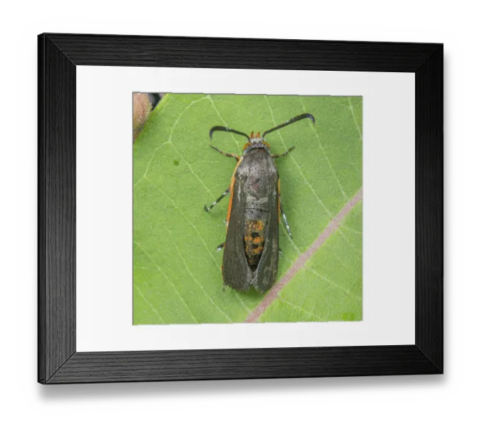 Framed Print : Squash vine borer moth (Eichlinia cucurbitae) portrait, Philadelphia, Pennsylvania, USA. June Framed Print : Squash vine borer moth (Eichlinia cucurbitae) portrait, Philadelphia, Pennsylvania, USA. June