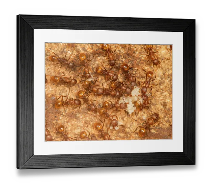 Framed Print : Group of Tawny-collared ant (Aphaenogaster fulva) workers caring for eggs, Pennsylvania, USA. May Framed Print : Group of Tawny-collared ant (Aphaenogaster fulva) workers caring for eggs, Pennsylvania, USA. May