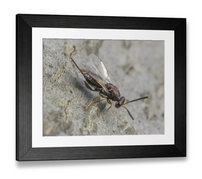 Framed Print : Torymid wasp (Torymus sp.) portrait, Montgomery County, Pennsylvania, USA. June Framed Print : Torymid wasp (Torymus sp.) portrait, Montgomery County, Pennsylvania, USA. June