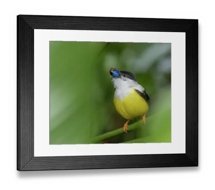Framed Print : White-collared manakin (Manacus candei) swallowing Heliconia fruit, La Selva Biological Station, Costa Rica Framed Print : White-collared manakin (Manacus candei) swallowing Heliconia fruit, La Selva Biological Station, Costa Rica