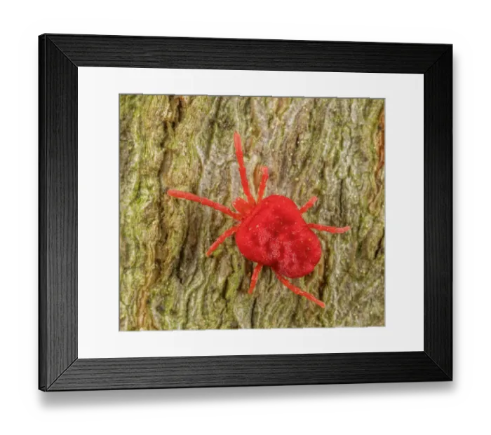 Framed Print : Velvet mite (Trombidium sp.) on American beech trunk, Montgomery County, Pennsylvania, USA. June Framed Print : Velvet mite (Trombidium sp.) on American beech trunk, Montgomery County, Pennsylvania, USA. June
