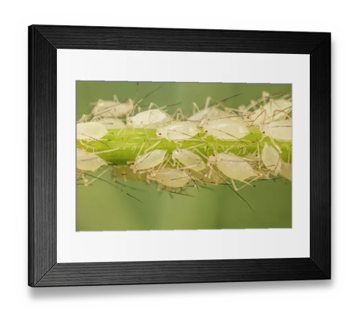 Framed Print : Tuliptree aphid (Illinoia liriodendri) nymphs on petiole of tulip tree leaf, Pennsylvania, USA. June Framed Print : Tuliptree aphid (Illinoia liriodendri) nymphs on petiole of tulip tree leaf, Pennsylvania, USA. June