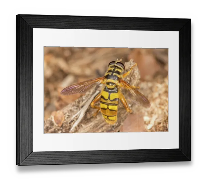 Framed Print : Virginia giant hover fly (Milesia virginiensis) a wasp mimic, portrait, Montgomery County, Pennsylvania, USA. July Framed Print : Virginia giant hover fly (Milesia virginiensis) a wasp mimic, portrait, Montgomery County, Pennsylvania, USA. July