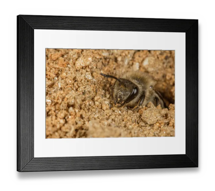Framed Print : Unequal cellophane bee (Colletes inaequalis) digging nest burrow, Pennsylvania, USA. March Framed Print : Unequal cellophane bee (Colletes inaequalis) digging nest burrow, Pennsylvania, USA. March