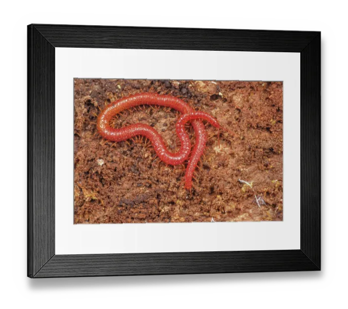 Framed Print : Soil centipede (Strigamia bidens) on rotten log, Montgomery County, Philadelphia, USA. April Framed Print : Soil centipede (Strigamia bidens) on rotten log, Montgomery County, Philadelphia, USA. April