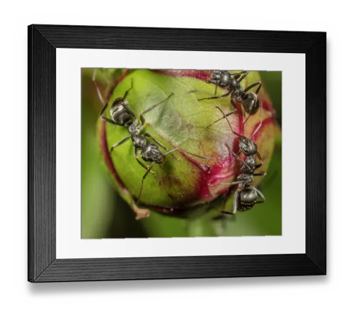 Framed Print : Silky field ants (Formica subsericea) on flower bud, Pennsylvania, USA. April Framed Print : Silky field ants (Formica subsericea) on flower bud, Pennsylvania, USA. April