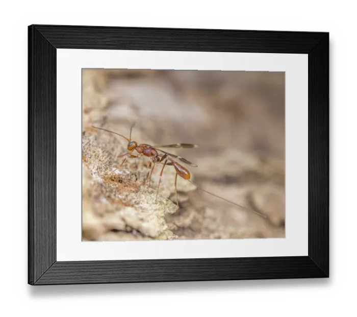Framed Print : Braconid wasp (Spathius sp.) portrait, Montgomery County, Pennsylvania, USA. June