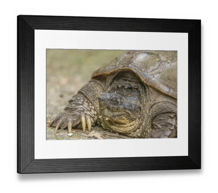Framed Print : South American snapping turtle (Chelydra acutirostris) head portrait, La Selva Biological Station, Costa Rica Framed Print : South American snapping turtle (Chelydra acutirostris) head portrait, La Selva Biological Station, Costa Rica