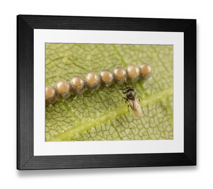 Framed Print : Scelionid wasp (Scelionidae) female, protecting parasitised Stinkbug (Pentatomidae) eggs, Pennsylvania, USA. May