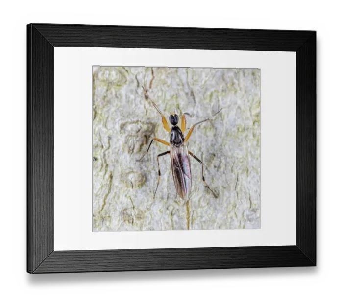 Framed Print : Dance fly (Tachypeza fenestrata) on beech trunk, portrait, Pennsylvania, USA. May