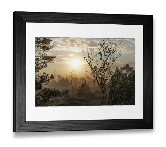 Framed Print : Downy birch tree (Betula pubescens) on moorland at sunrise, Breitfilz, near Penzberg, Upper Bavaria, Germany. September Framed Print : Downy birch tree (Betula pubescens) on moorland at sunrise, Breitfilz, near Penzberg, Upper Bavaria, Germany. September