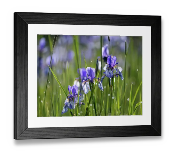 Framed Print : Siberian irises (Iris sibirica) in flower, Upper Bavaria, Germany. May Framed Print : Siberian irises (Iris sibirica) in flower, Upper Bavaria, Germany. May