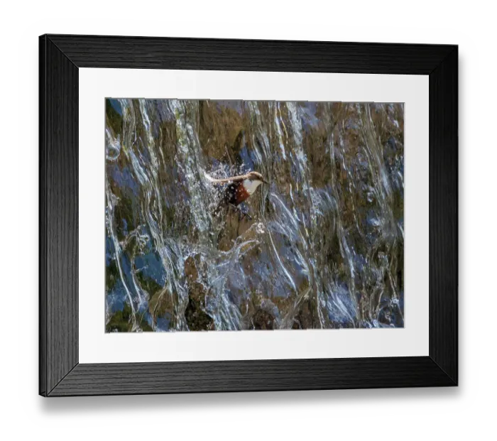 Framed Print : RF - Dipper (Cinclus cinclus) flying through waterfall, Alps, Bavaria, Germany. May. (This image may be licensed either as rights managed or royalty free.) Framed Print : RF - Dipper (Cinclus cinclus) flying through waterfall, Alps, Bavaria, Germany. May. (This image may be licensed either as rights managed or royalty free.)