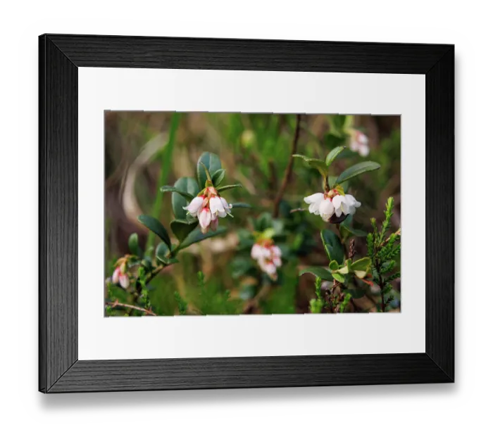 Framed Print : Lingonberry (Vaccinium vitis-idaea) flowers, Upper Bavaria, Germany. May