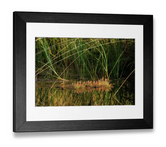 Framed Print : Sundew leaves (Drosera intermedia) on pond surface with reflection, Bavaria, Germany. September Framed Print : Sundew leaves (Drosera intermedia) on pond surface with reflection, Bavaria, Germany. September