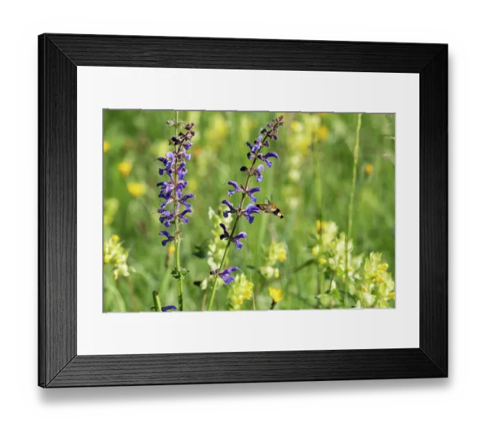 Framed Print : Broad-bordered bee hawk-moth (Hemaris fuciformis) feeding on Sage flower (Salvia pratensis) Bavaria, Germany. May Framed Print : Broad-bordered bee hawk-moth (Hemaris fuciformis) feeding on Sage flower (Salvia pratensis) Bavaria, Germany. May