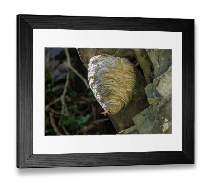 Framed Print : Saxon wasp (Dolichovespula saxonica) nest, Bavaria, Germany. September Framed Print : Saxon wasp (Dolichovespula saxonica) nest, Bavaria, Germany. September