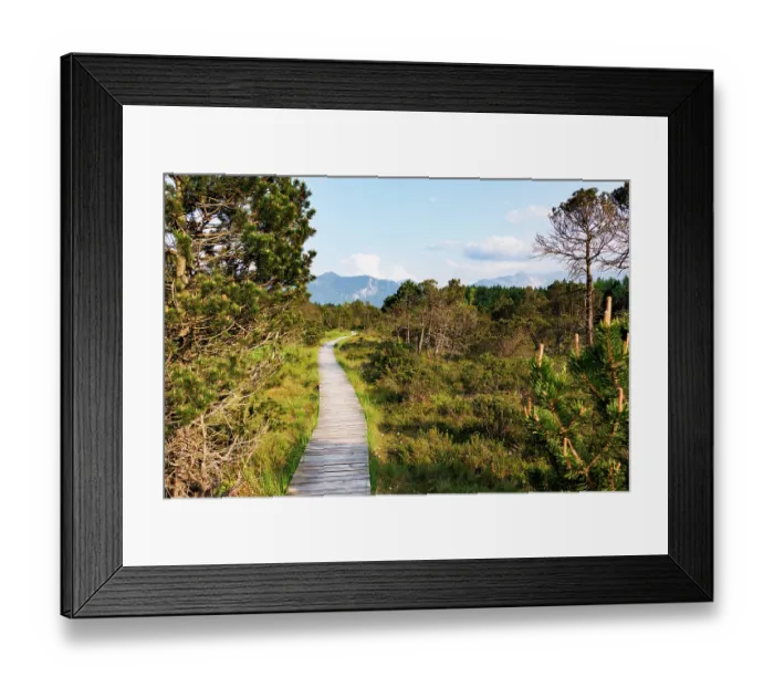 Framed Print : Hiking trail through moorland with mountains in background, Murnau, Alps, Upper Bavaria, Germany. May, 2023 Framed Print : Hiking trail through moorland with mountains in background, Murnau, Alps, Upper Bavaria, Germany. May, 2023