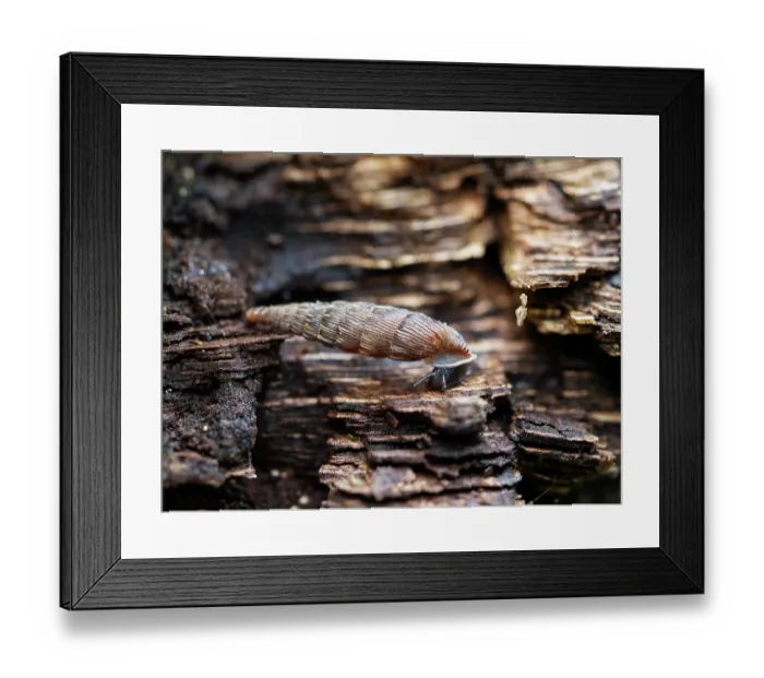 Framed Print : Door snail (Laciniaria sp.) portrait, Baden-Wuerttemberg, Germany. October