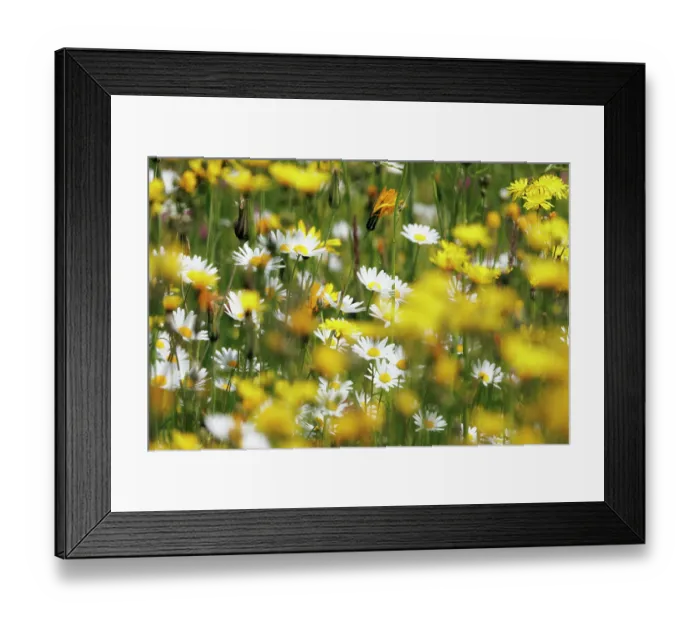 Framed Print : Marguerites (Leucanthemum vulgare) in flower in wildflower meadow, Upper Bavaria, Germany. May Framed Print : Marguerites (Leucanthemum vulgare) in flower in wildflower meadow, Upper Bavaria, Germany. May