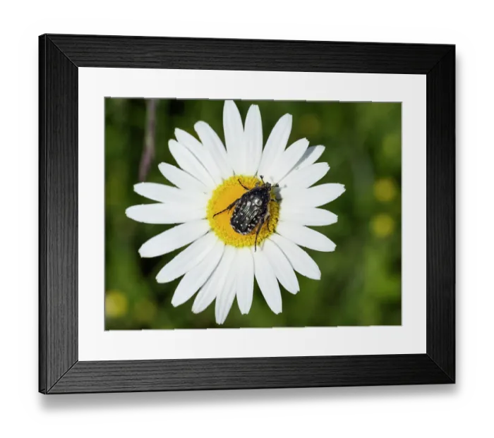 Framed Print : Rose chafer (Cetonia aurata) resting on flower, Bavaria, Germany Framed Print : Rose chafer (Cetonia aurata) resting on flower, Bavaria, Germany