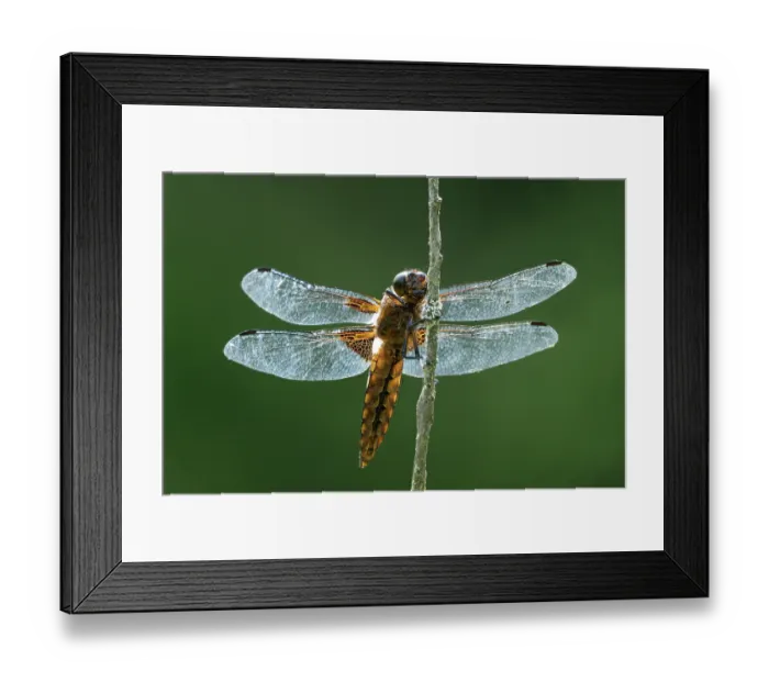 Framed Print : Broad-bodied chaser (Libellula depressa) female, portrait, Upper Bavaria, Germany. July Framed Print : Broad-bodied chaser (Libellula depressa) female, portrait, Upper Bavaria, Germany. July