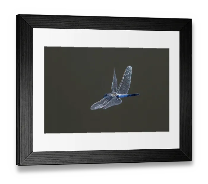 Framed Print : Black-tailed skimmer (Orthetrum cancellatum) male in flight, Upper Bavaria, Germany. July Framed Print : Black-tailed skimmer (Orthetrum cancellatum) male in flight, Upper Bavaria, Germany. July