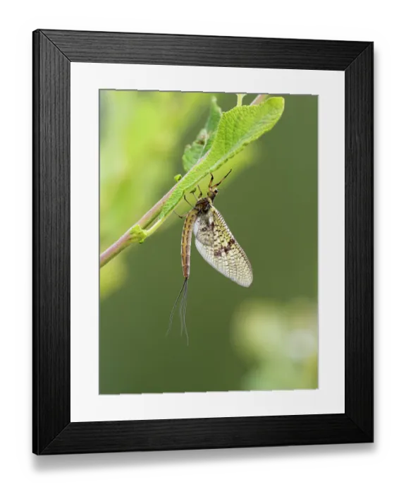 Framed Print : Green drake mayfly (Ephemera danica) resting on a leaf, Upper Bavaria, Germany. July Framed Print : Green drake mayfly (Ephemera danica) resting on a leaf, Upper Bavaria, Germany. July