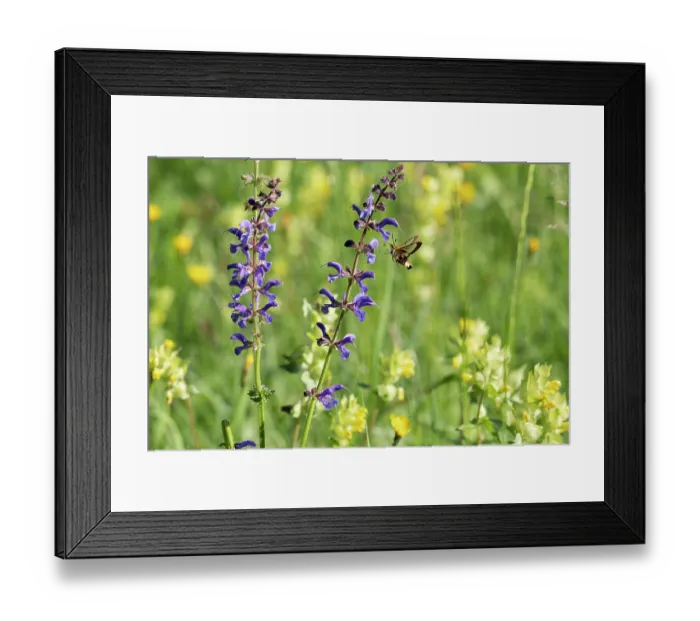 Framed Print : Broad-bordered bee hawk-moth (Hemaris fuciformis) feeding on Sage flower (Salvia pratensis) Bavaria, Germany. May Framed Print : Broad-bordered bee hawk-moth (Hemaris fuciformis) feeding on Sage flower (Salvia pratensis) Bavaria, Germany. May