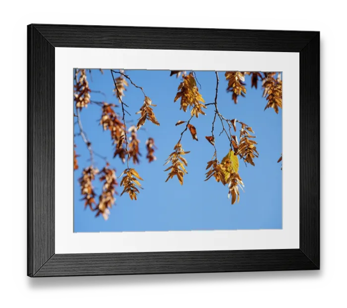 Framed Print : Common hornbeam (Carpinus betulus) fruiting, Bavaria, Germany. October Framed Print : Common hornbeam (Carpinus betulus) fruiting, Bavaria, Germany. October