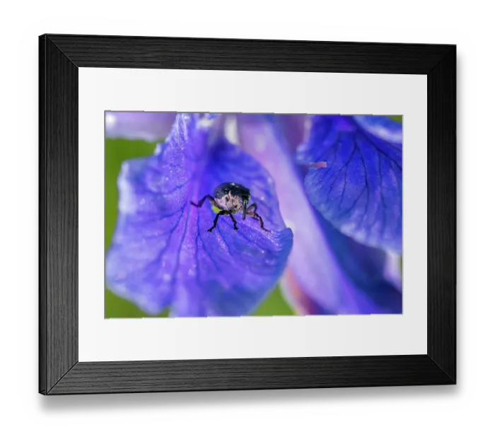 Framed Print : Iris weevil (Mononychus punctumalbum) on Siberian iris (Iris sibirica) petal, Upper Bavaria, Germany. June