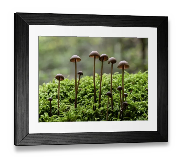 Framed Print : Mushrooms (Marasmius prasiosmus) growing on moss in forest, Baden-Wuerttemberg, Germany. October