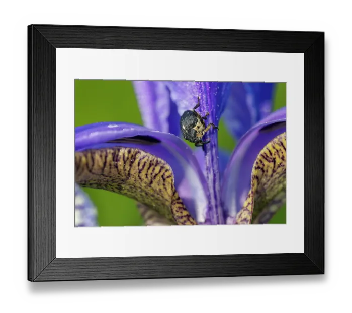 Framed Print : Iris weevil (Mononychus punctumalbum) on Siberian iris (Iris sibirica) flower, Upper Bavaria, Germany. June. Focus stacked Framed Print : Iris weevil (Mononychus punctumalbum) on Siberian iris (Iris sibirica) flower, Upper Bavaria, Germany. June. Focus stacked