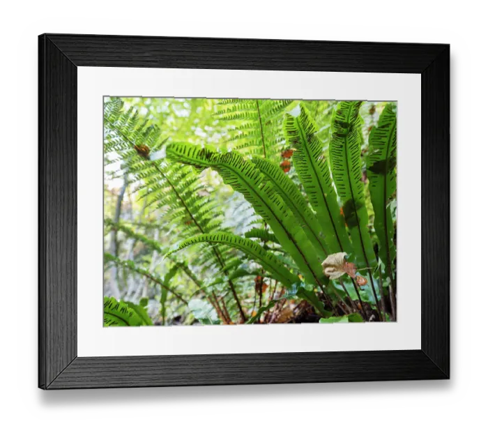 Framed Print : Hart's-tongue fern (Asplenium scolopendrium), Swabian Alps, Baden Wurttemberg, Germany. October Framed Print : Hart's-tongue fern (Asplenium scolopendrium), Swabian Alps, Baden Wurttemberg, Germany. October