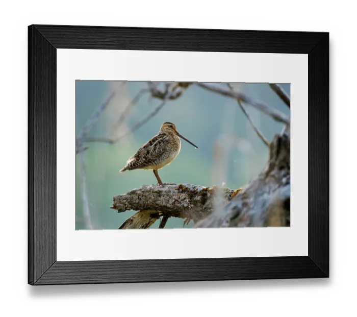 Framed Print : Common snipe (Gallinago gallinago) perched on branch, Upper Bavaria, Germany. June