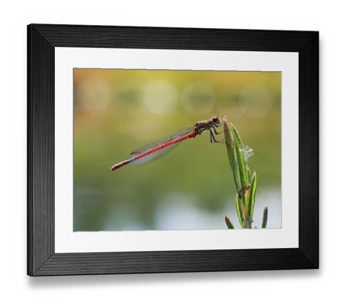 Framed Print : Large red damselfly (Pyrrhosoma nymphula) male, resting on plant, Upper Bavaria, Germany. June Framed Print : Large red damselfly (Pyrrhosoma nymphula) male, resting on plant, Upper Bavaria, Germany. June
