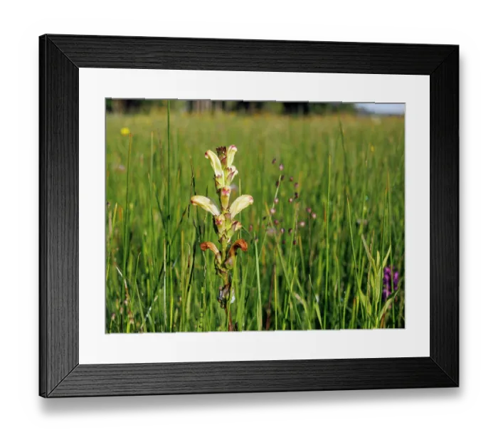 Framed Print : Moor-king (Pedicularis sceptum-carolinum) in flower in grassland, Upper Bavaria, Germany. June Framed Print : Moor-king (Pedicularis sceptum-carolinum) in flower in grassland, Upper Bavaria, Germany. June