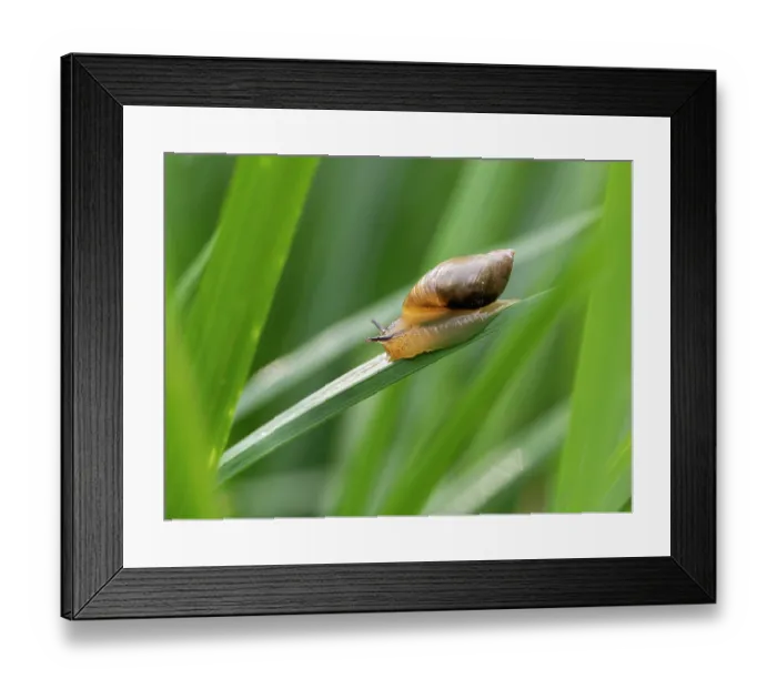 Framed Print : Amber snail (Succinea putris) resting on a leaf, Upper Bavaria, Germany. June Framed Print : Amber snail (Succinea putris) resting on a leaf, Upper Bavaria, Germany. June