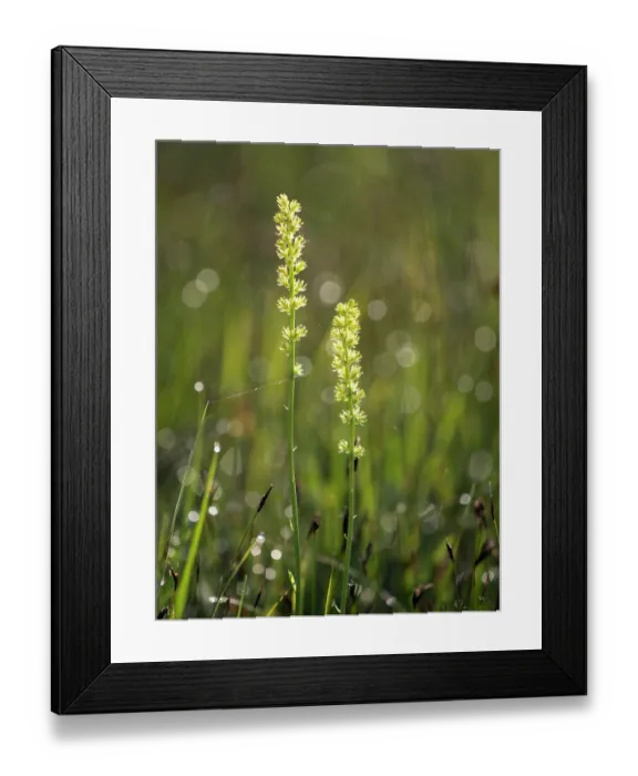 Framed Print : False asphodel (Tofieldia calyculata) in flower in grassland, Upper Bavaria, Germany. June