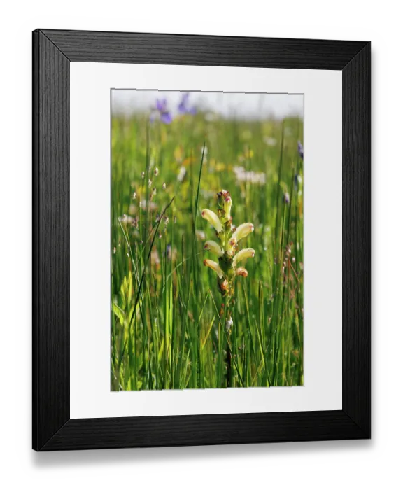 Framed Print : Moor-king (Pedicularis sceptum-carolinum) in flower in grassland, Upper Bavaria, Germany. June Framed Print : Moor-king (Pedicularis sceptum-carolinum) in flower in grassland, Upper Bavaria, Germany. June